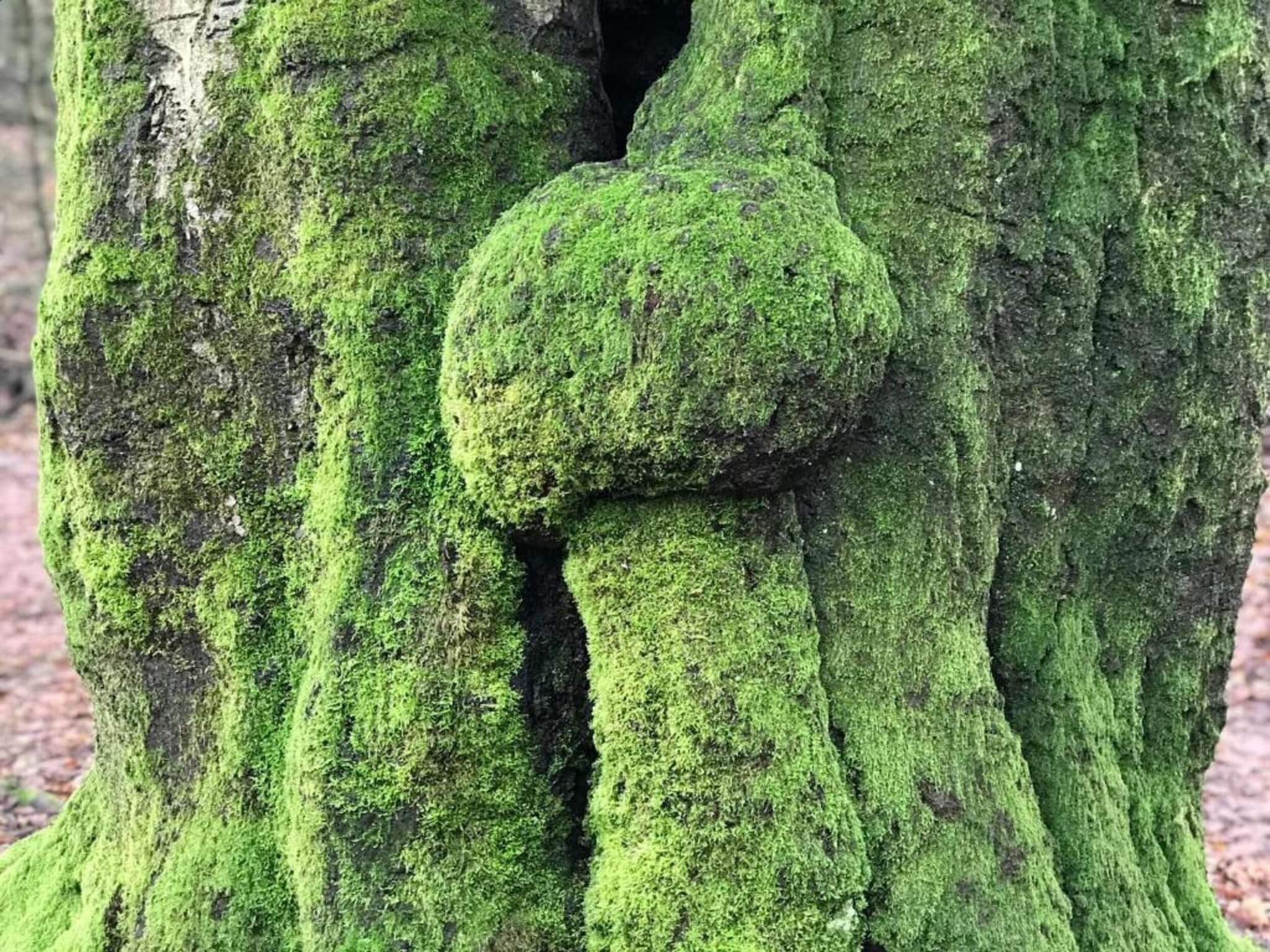 De omgeving van Vakantiepark De Rimboe & De Woeste Hoogte 22 in Hoenderloo