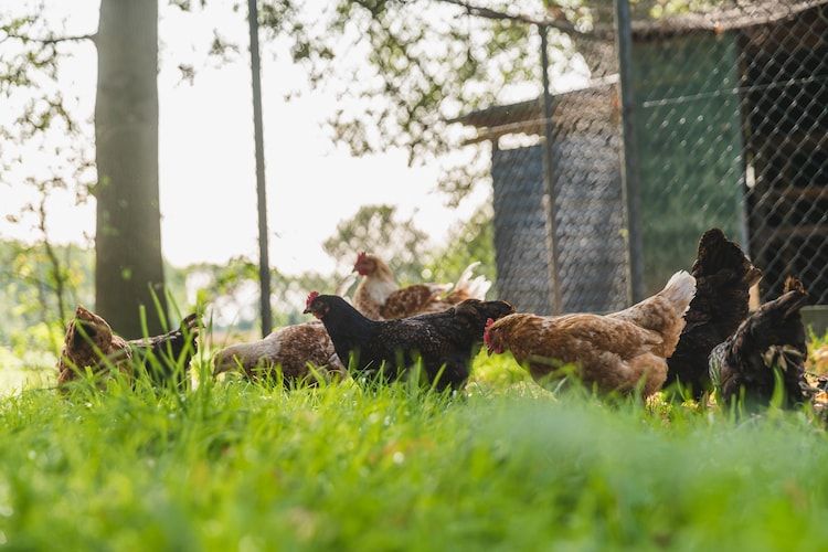 Sfeerbeeld van Erve Woolderink in Wierden